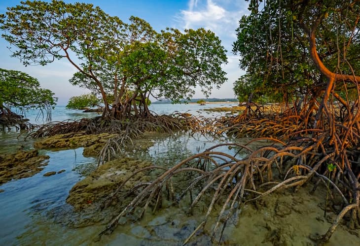 Mangrove Safari & Fishing